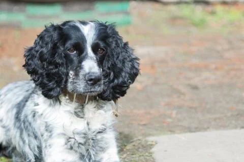 Spaniel Stock Photos