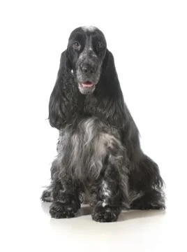 Spaniel Stock Photos