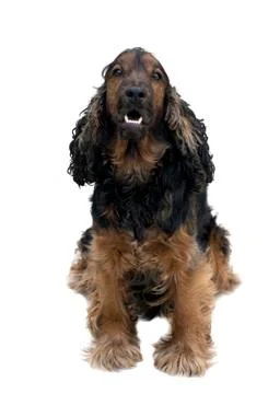 Spaniel Stock Photos