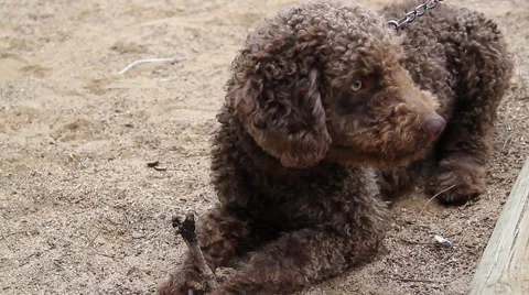 Spaniel playing Stock Footage 43953573
