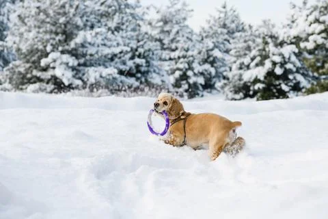 Spaniel playing in winter forest with a puller. Stock Photos