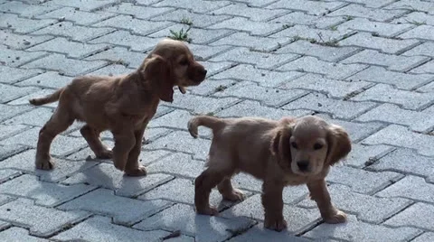 Spaniel puppies Stock Footage 25607148