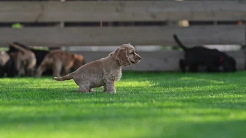 Spaniel puppies having fun in natural light Stock Footage 326332461