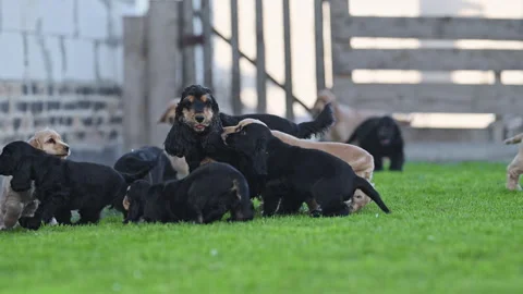 Spaniel puppies having fun with their mom, cozy and heartwarming 4K slow motion Stock Footage 334130792