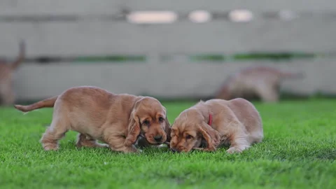 Spaniel puppies playing together on grass, warmth, joy and innocence Stock Footage 326823702