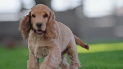 Spaniel puppies running and playing in sunlight, adorable scene, 4K slow motion Stock Footage 334130653