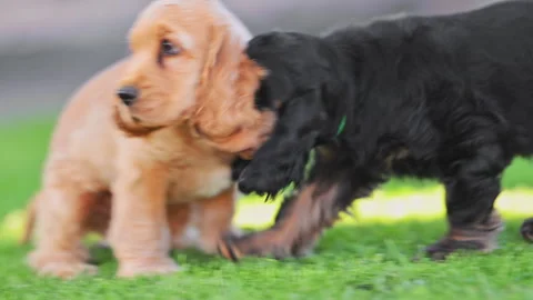 Spaniel puppies running together in backyard, innocence and joy Stock Footage 326328932