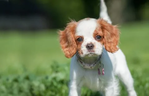Spaniel puppy face 库存照片