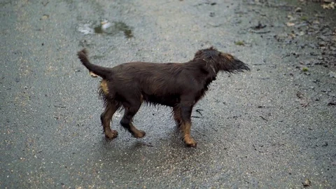 Spaniel Puppy Stock Footage 101979252