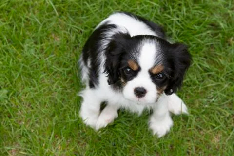 Spaniel puppy Stock Photos