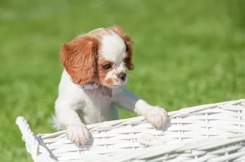Spaniel puppy Stock Photos