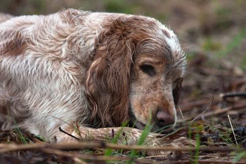 Spaniel resting after hunt Stock Photos