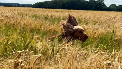 Spaniel runs through a wheat field in slow motion 動画素材 138490477