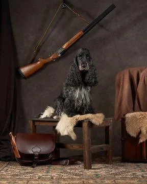 Spaniel in rustic setup Stock Photos