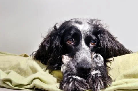 Spaniel sad looking at camera with her head resting on his paws Stock Photos