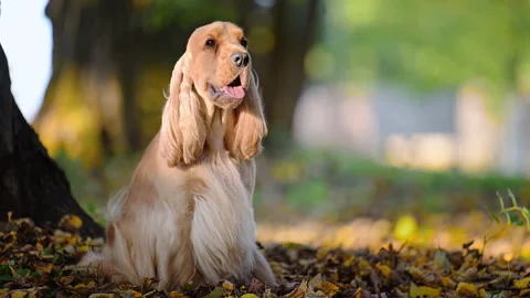 Spaniel sitting near tree in vibrant autumn landscape. Stock Footage 317195850