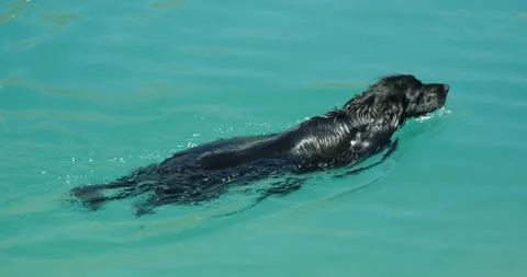 A Spaniel swimming around a clear cool blue lake. Vídeo Stock 138969749