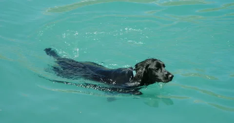 A Spaniel swimming around a cool blue lake in slow motion. Vídeo Stock 138972136