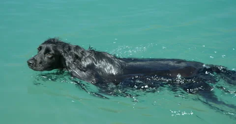 A Spaniel Swimming Stock-Footage 138947385
