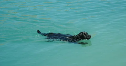 A Spaniel swimming through a cool blue lake. Vídeos de archivo 138970704
