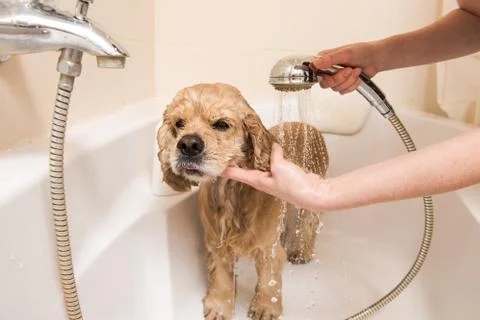 Spaniel is taking a shower Stock Photos