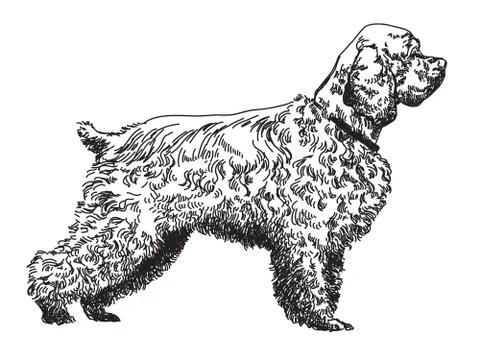 Spaniel vector hand drawing illustration Stock Illustration