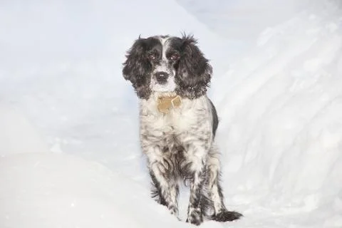 Spaniel in winter Stock Photos