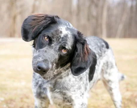 A Spaniel/Pointer mixed breed dog listening with a head tilt Stock Photos