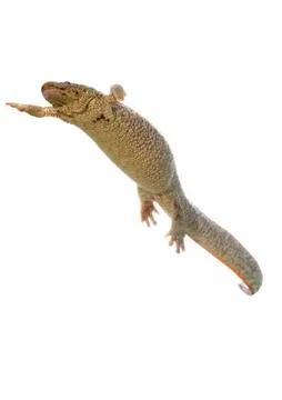 Spanish amphibious Stock Photos