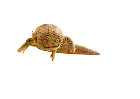 Spanish amphibious Stock Photos