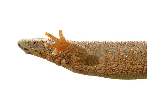 Spanish amphibious Stock Photos