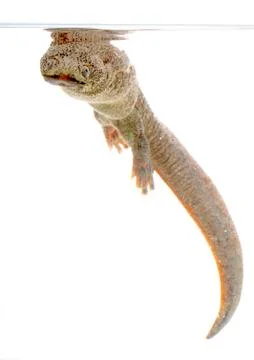 Spanish amphibious Stock Photos