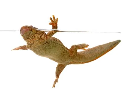 Spanish amphibious Stock Photos