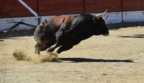 Spanish bull Stock Photos