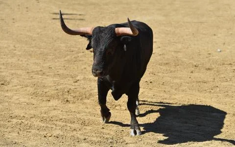 Spanish bull Stock Photos