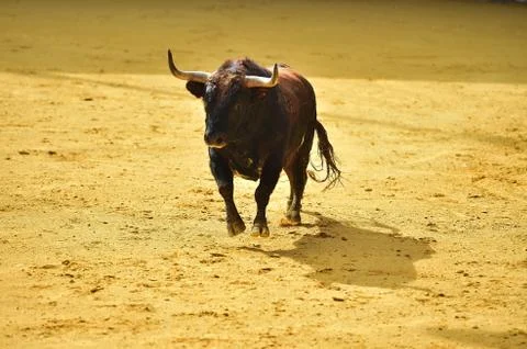 Spanish bull Stock Photos