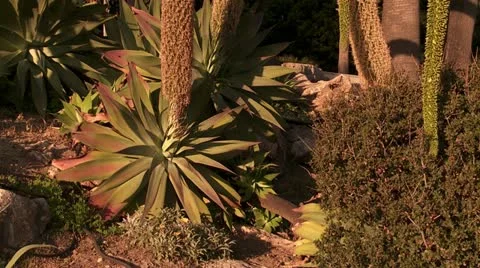 Spanish cactus, 動画素材 19314718