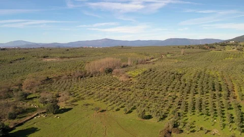 Spanish countryside olive trees fields an amazing scenery from an aerial view Vídeos de archivo 125449443