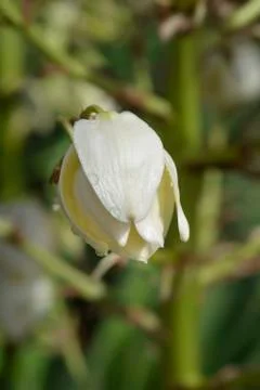 Spanish dagger Stock Photos