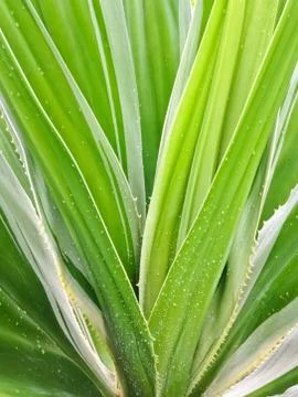Spanish dagger  yucca constricta Stock Photos