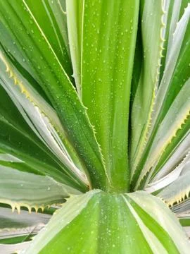 Spanish dagger  yucca constricta Stock Photos