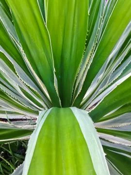 Spanish dagger  yucca constricta Stock Photos