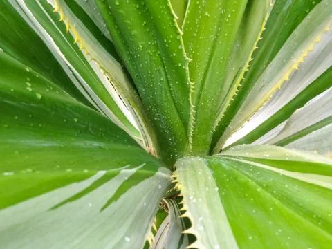Spanish dagger  yucca constricta Stock Photos