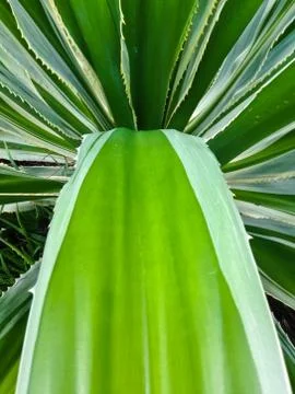 Spanish dagger  yucca constricta Stock Photos