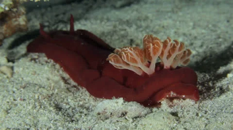 Spanish dancer crawling on the floor at night 库存影片 22709730