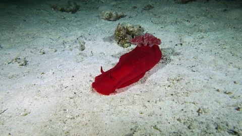 Spanish dancer crawls on the seabed. Stock Footage 151304061