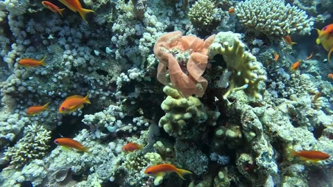 Spanish Dancer Eggs Stock Footage 280682230