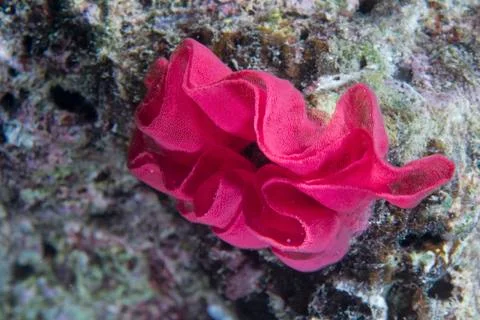 Spanish dancer eggs Stock Photos