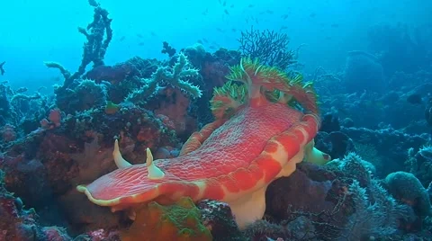 Spanish dancer Stock Footage 50830439