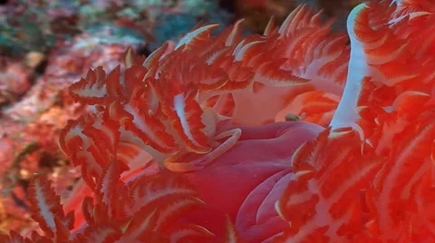 Spanish dancer Stock Footage 50850602